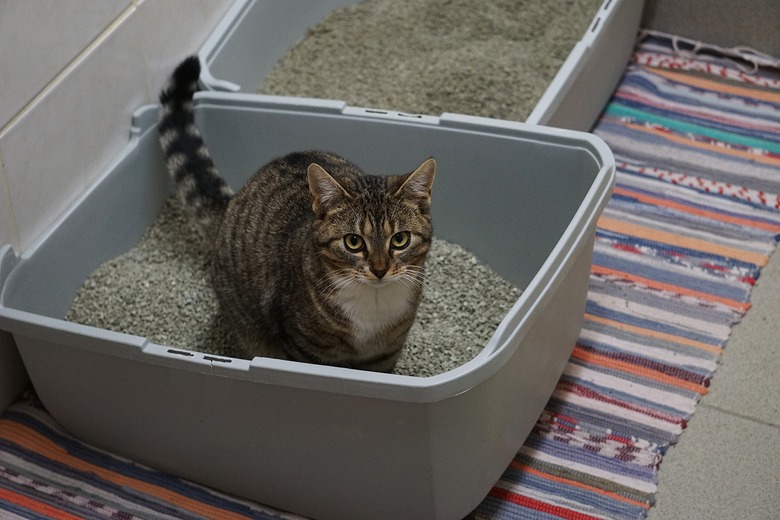 How To Introduce A Cat To A New Litter Box - How To Transition Cat To New Litter Box