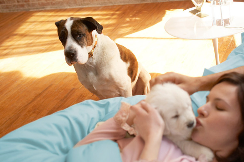 woman holding puppy while older dog looks on