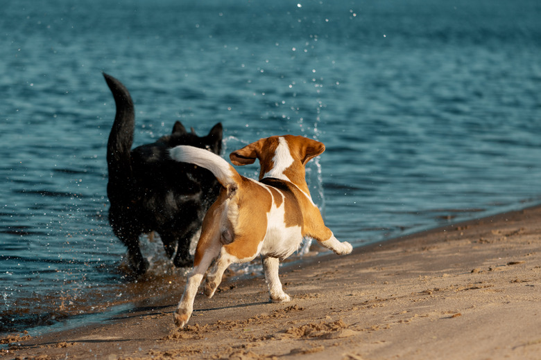 Two dogs running on riverbank