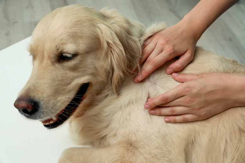 Woman checking dog's skin for ticks on blurred background