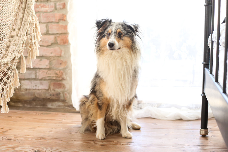 Blue merle shetland sheepdog sheltie sitting on wood floor.