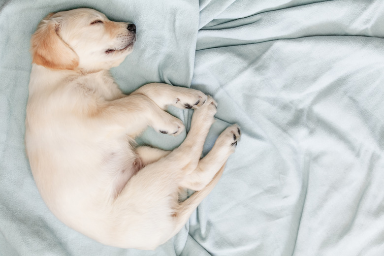 View from above of Golden Retriever puppy sleeping on blanket