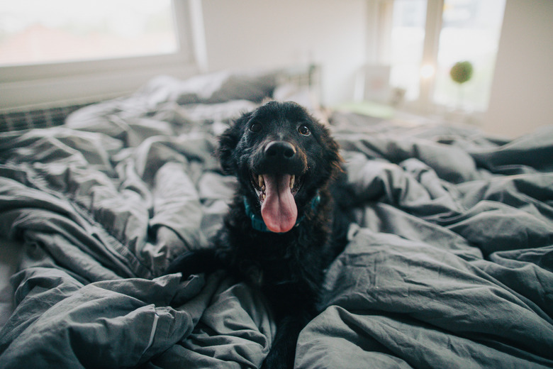 black dog in a bed