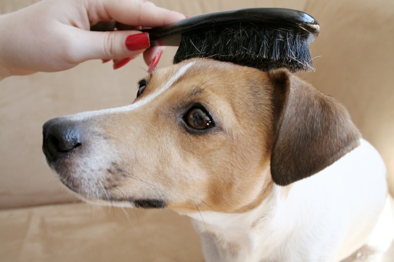 Woman brushing dog's hair