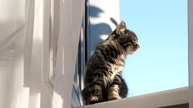 gray little kitten sitting on the windowsill