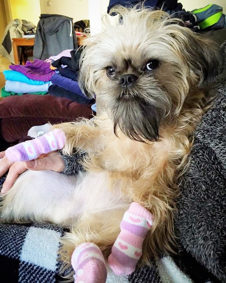 grumpy dog wearing socks