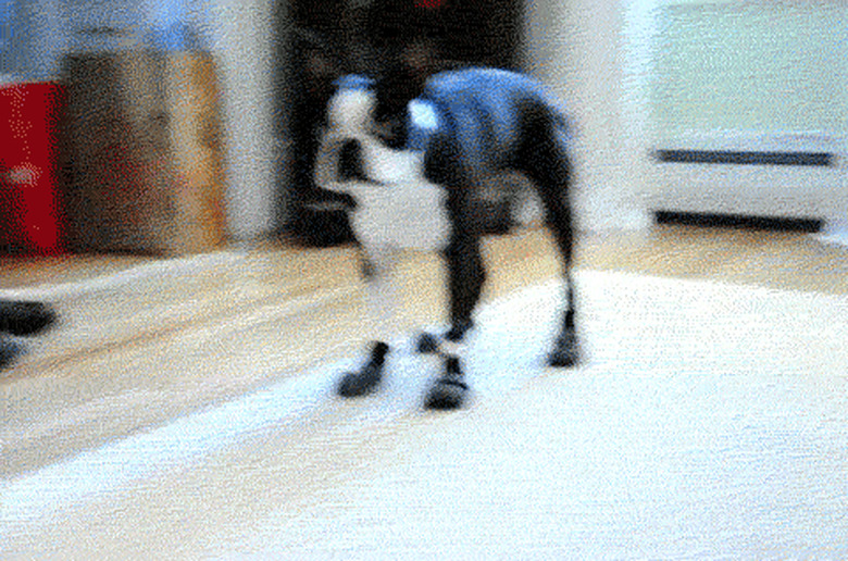 dog walks in socks for snack