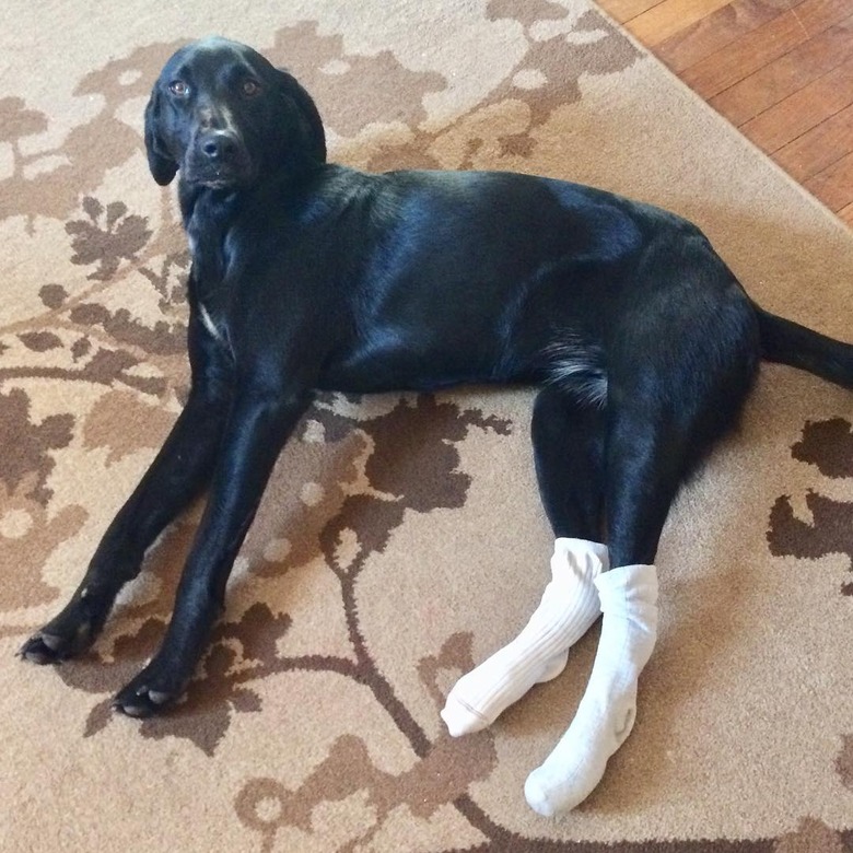 dog wearing socks on rear paws