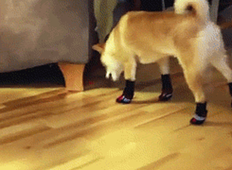 dog trying to walk in socks