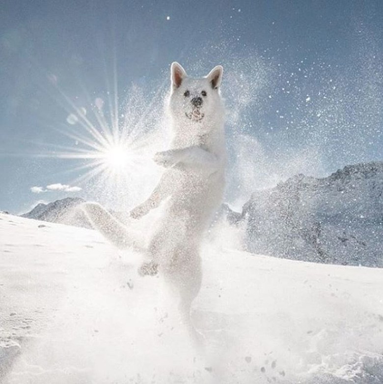 white dog jumping in snow