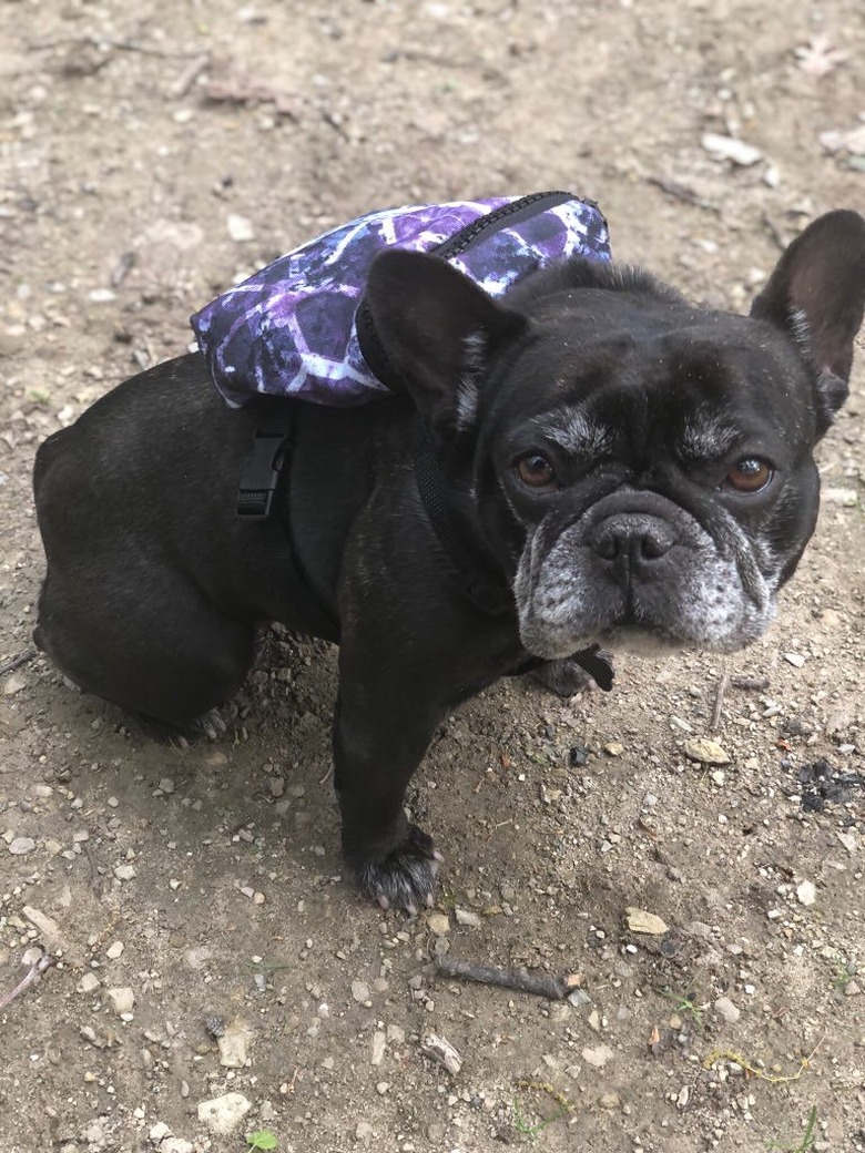 Dog wearing a backpack.