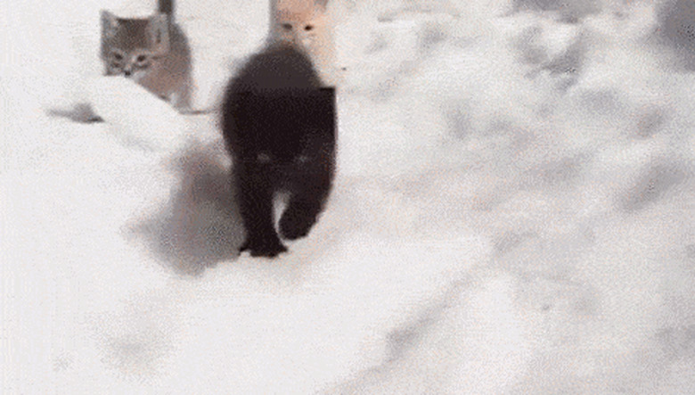 kittens climbing out of a pile of snow