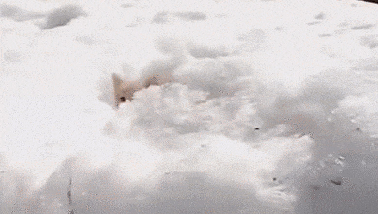 kittens climbing out of a pile of snow