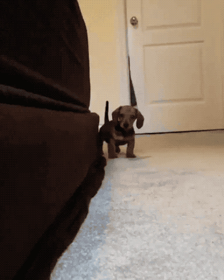 pupy with floppy ears