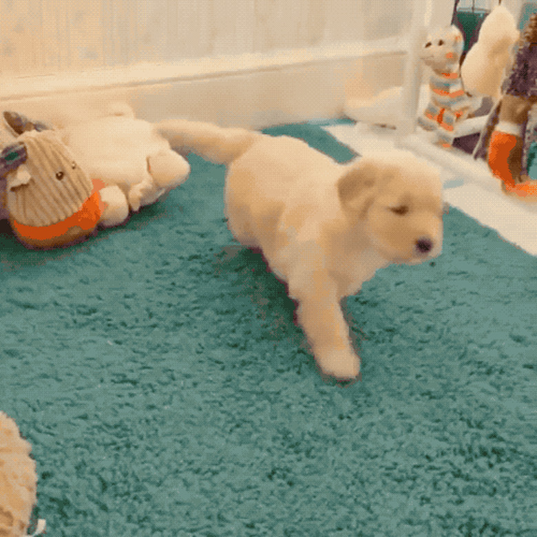 playful puppy