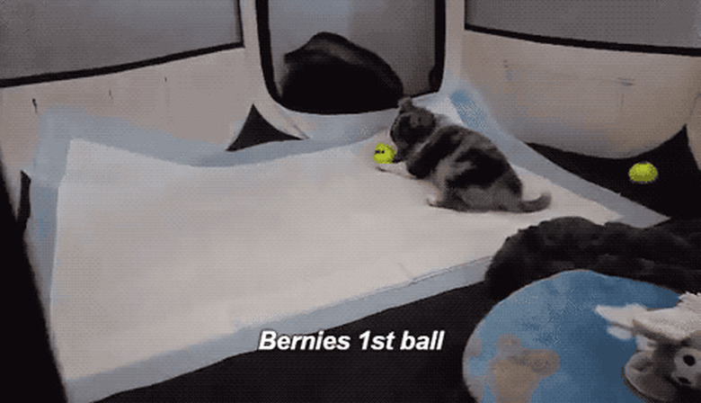 puppy's first tennis ball