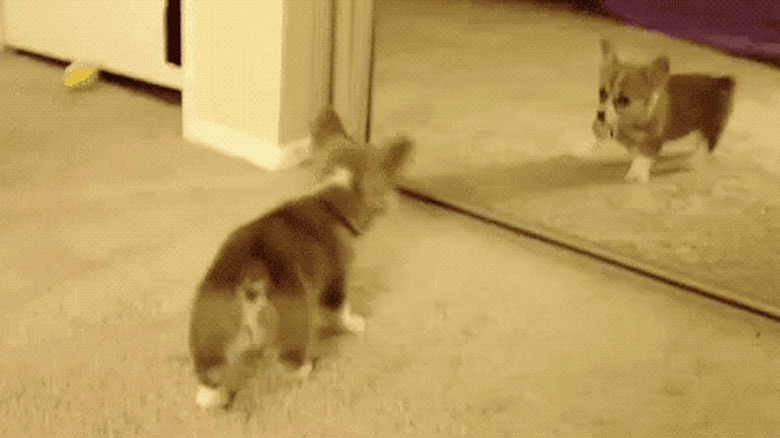 puppy fights with reflection in mirror