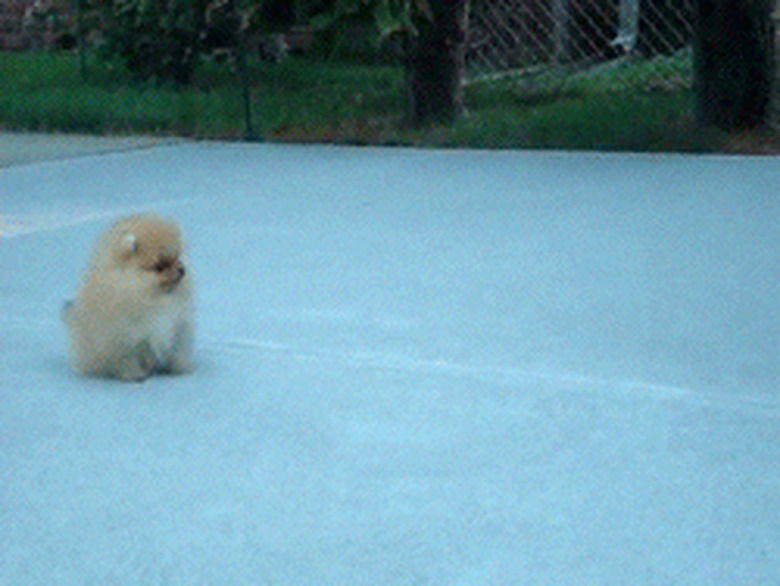 puppy does a silly bounce