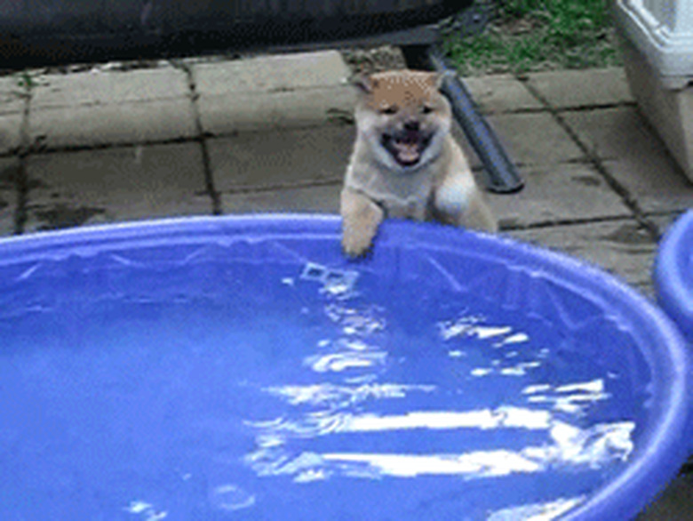 puppy loves kiddie pool