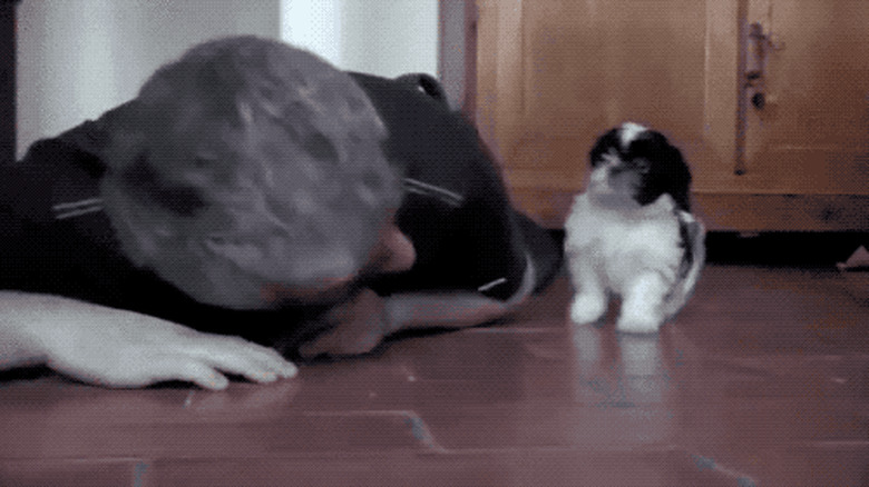 man plays with silly puppy