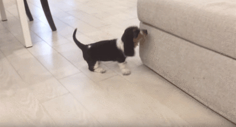 clumsy puppy falls over