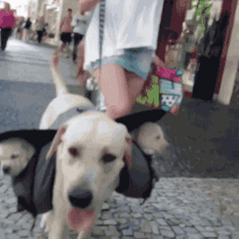 dog carries puppies in backpack