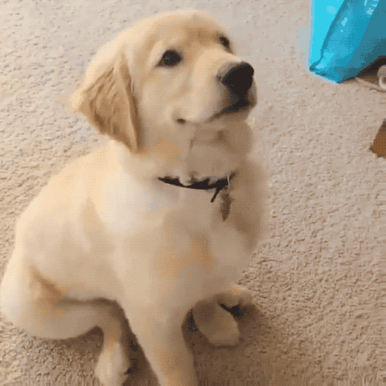 puppy excited for peanut butter