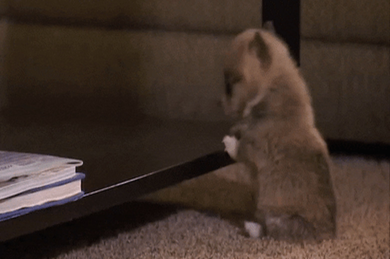 puppy falls off coffee table