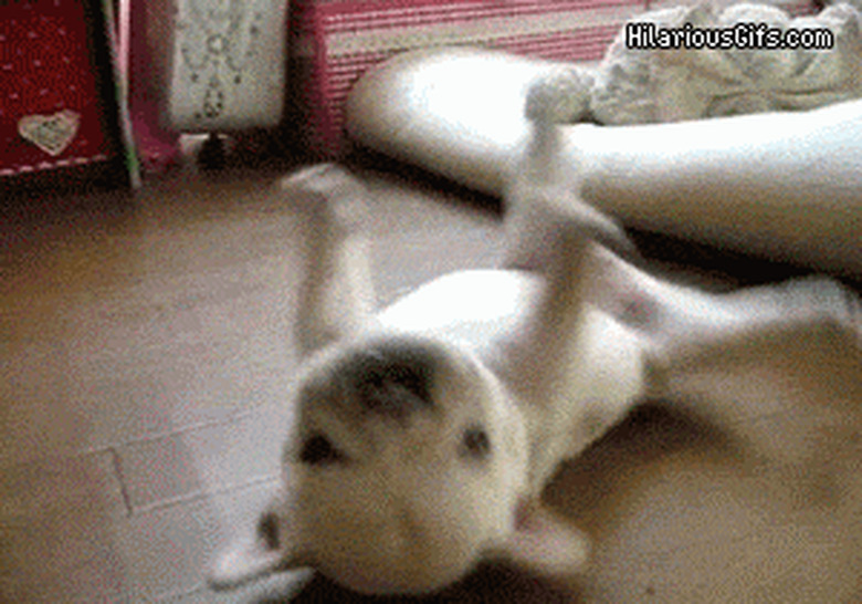 silly puppy rolling on his back