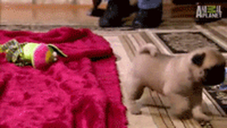 silly pup puppy