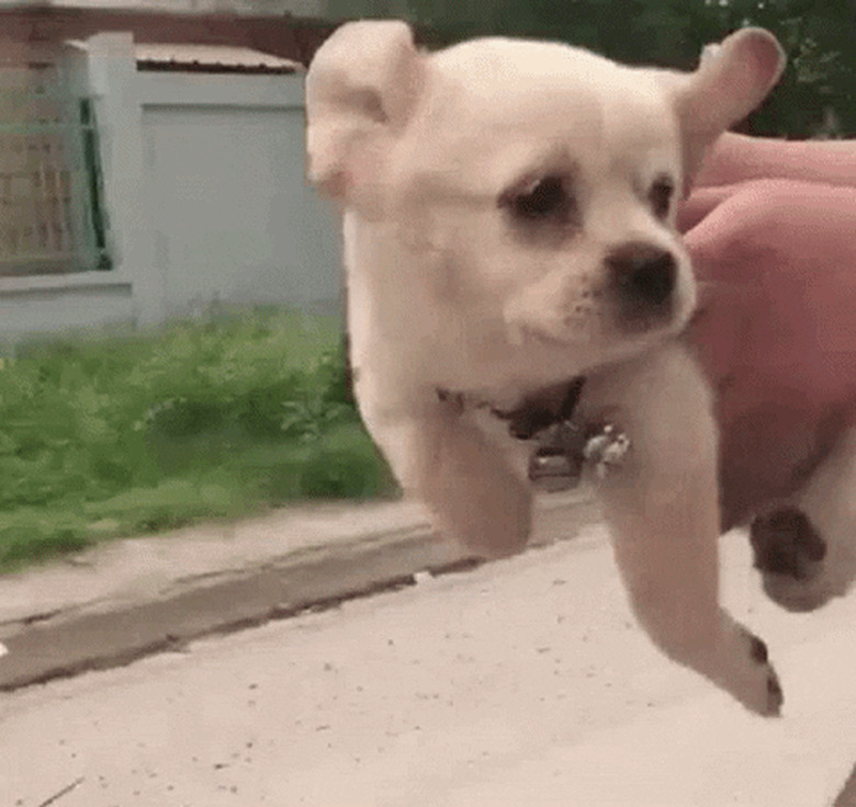 puppy swimming in air