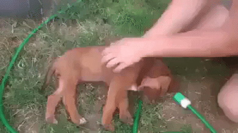 silly puppy slumps over
