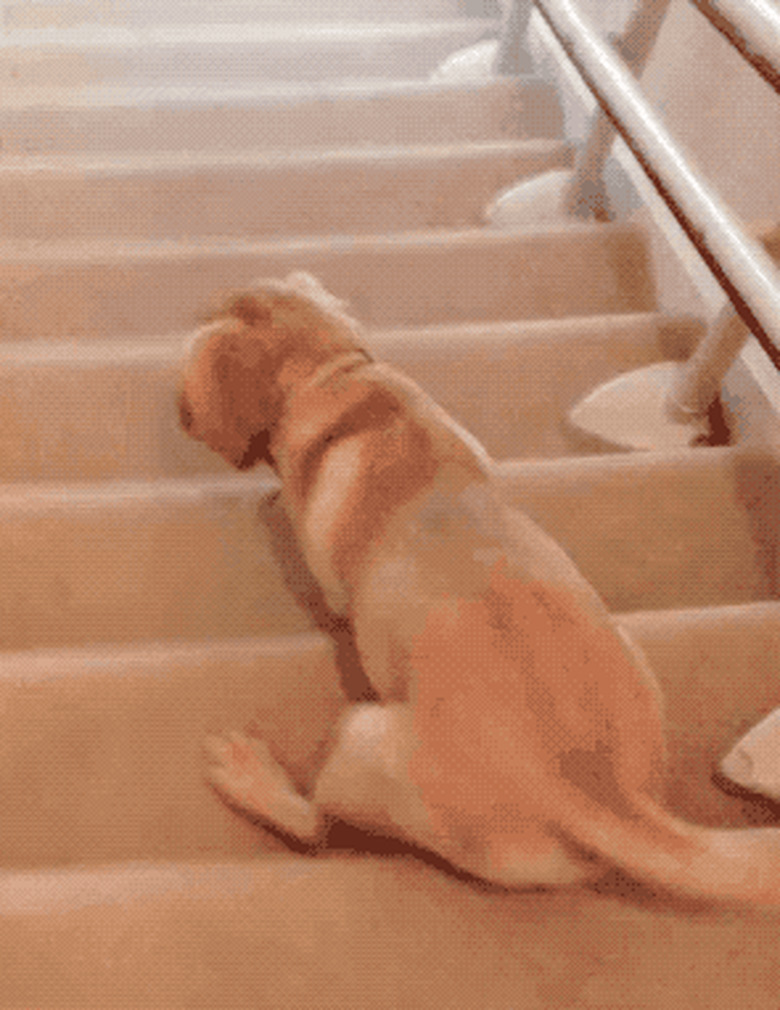 puppy slides down stairs
