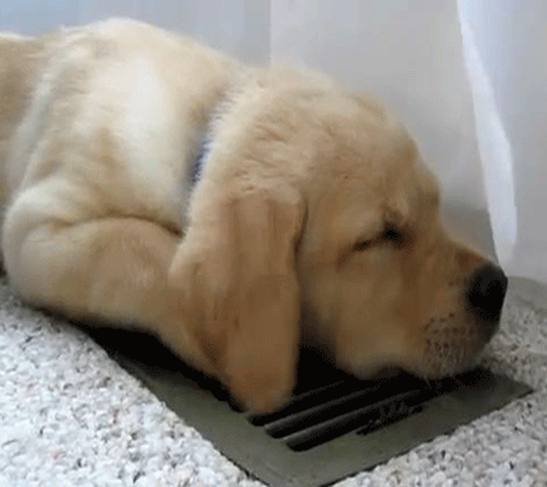 puppy sleeps on heating vent