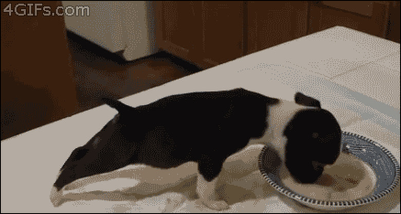 puppy stands on front two feet to eat