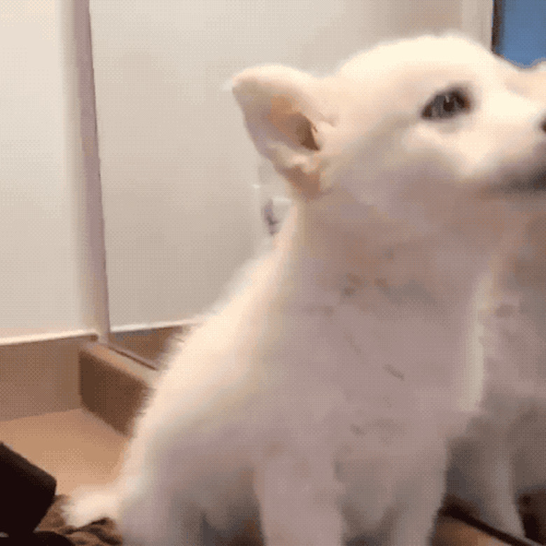 Blow drying a husky puppy