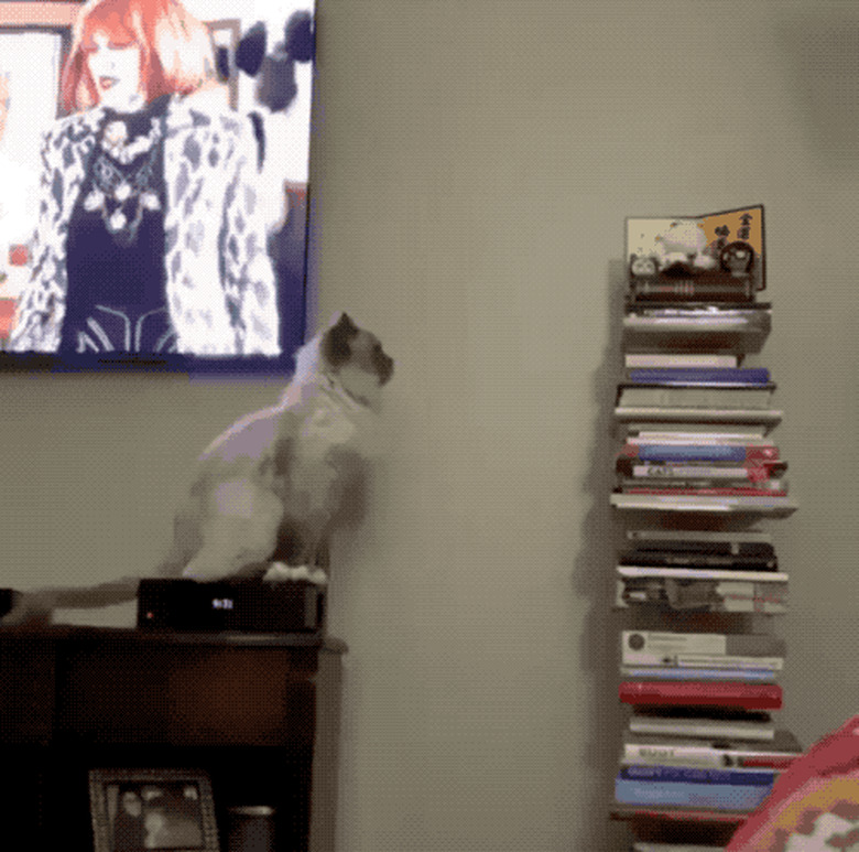 cat tempted to jump on bookshelf