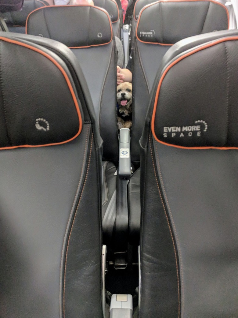 Dogs on planes