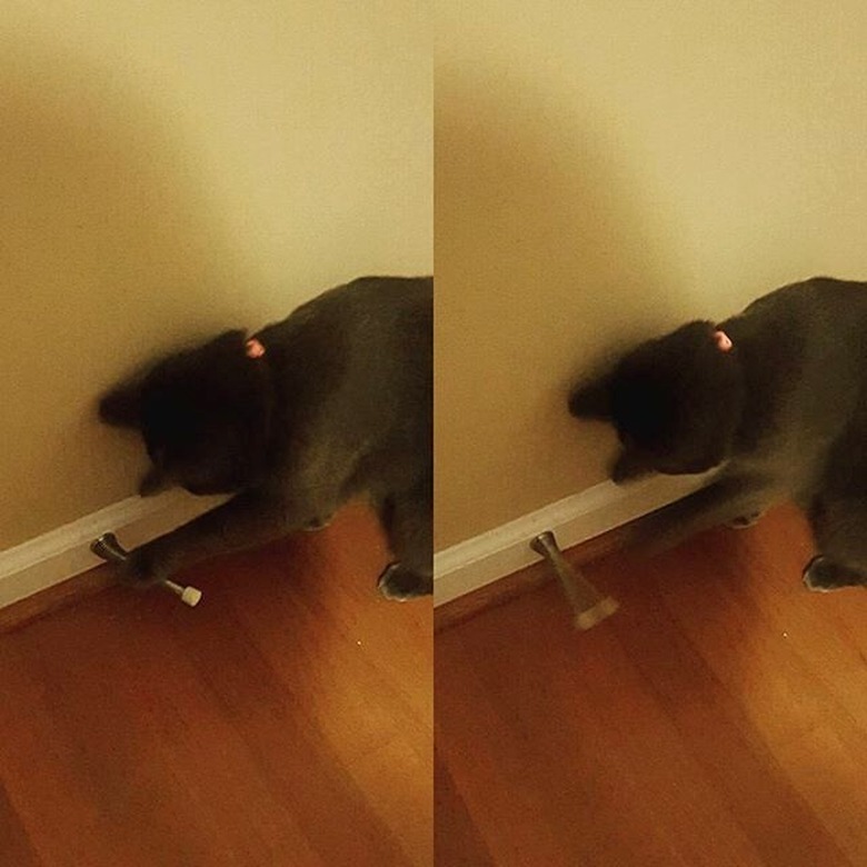 cat plays with door stopper at 2am