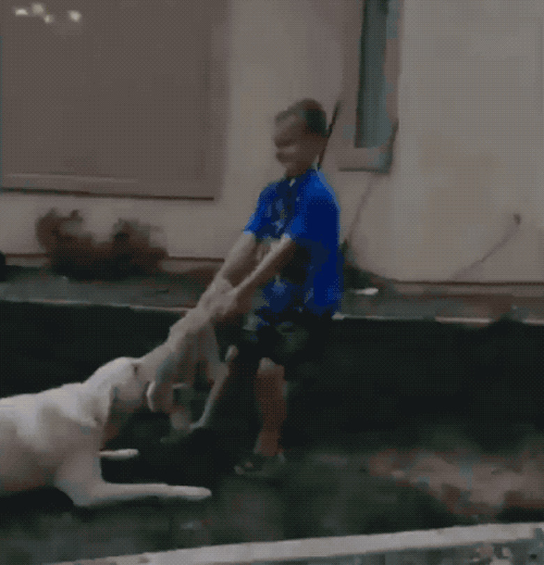 dog pranks boy