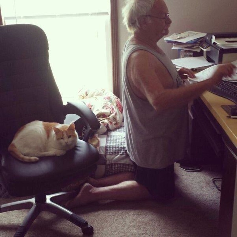 cat steals chair from man