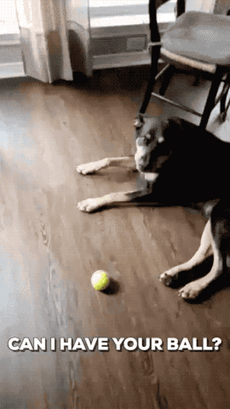 dog politely lets man know not to touch his ball