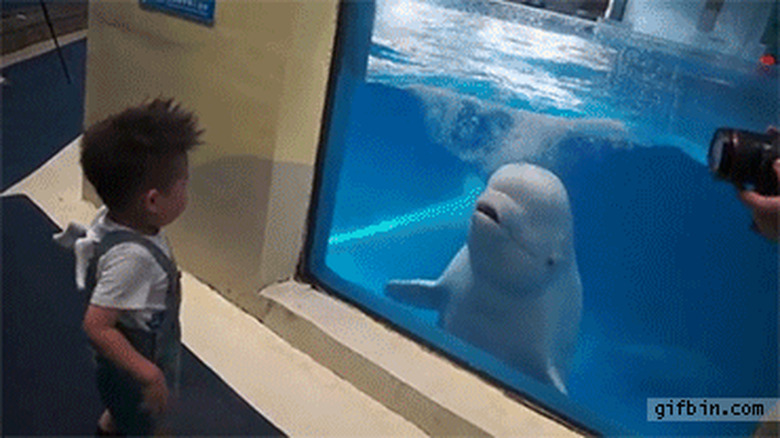dolphin splashes boy at aquarium