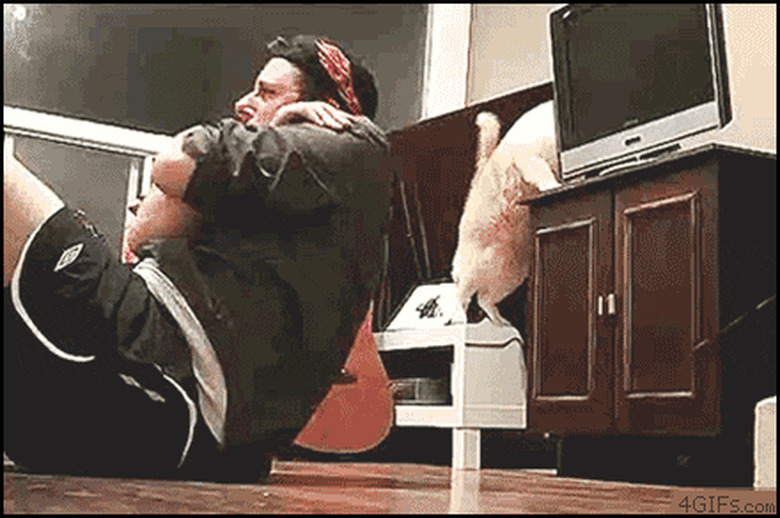 cat knocks tv over