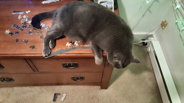 Animals Just Taunting Their Owners Because They Can