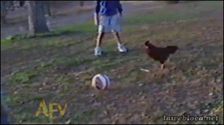 rooster kicks soccer ball