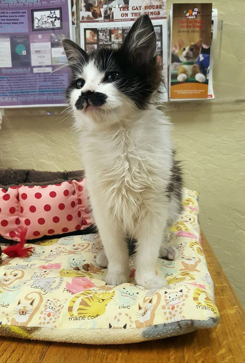 Ron Swanson mustache cat