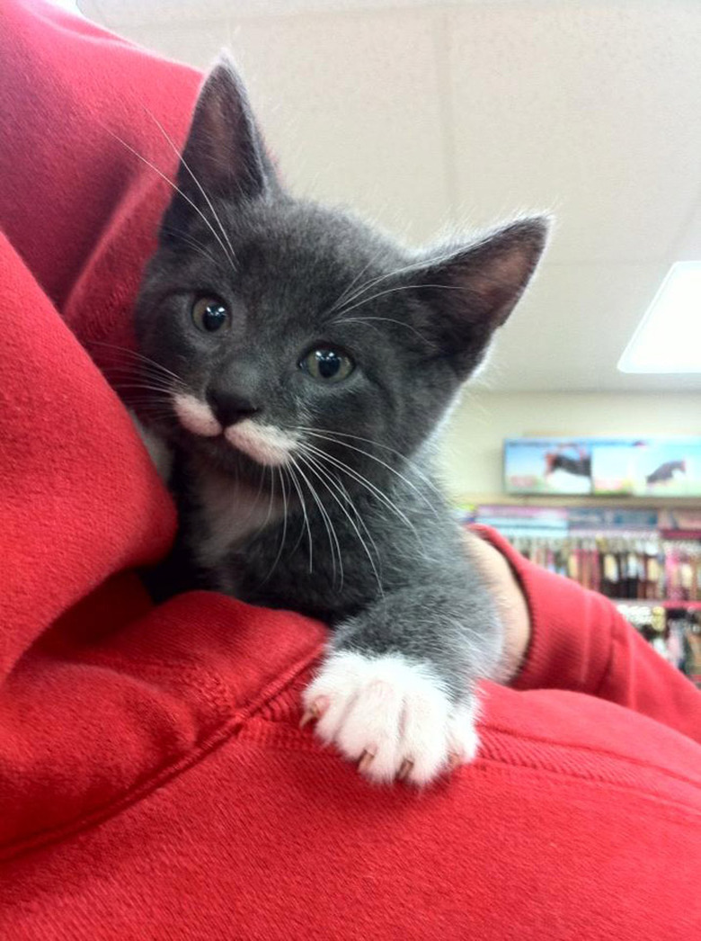 got milk mustache cat