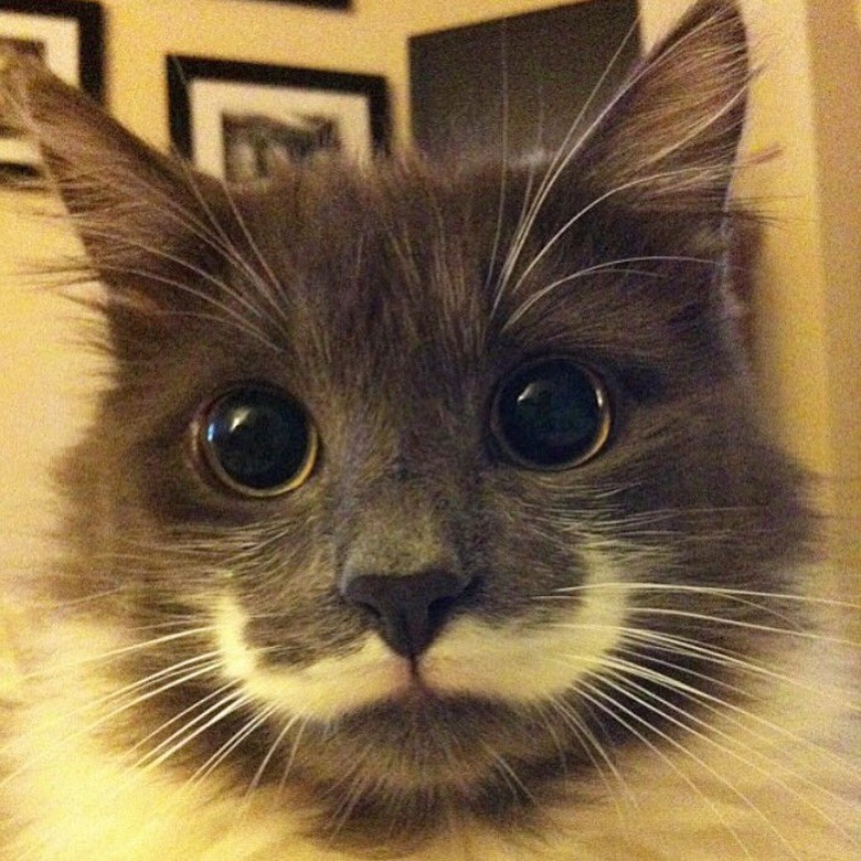 Hamilton the hipster cat