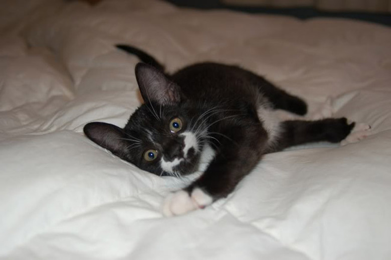 bat-signal mustache cat